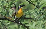 Yellow-breasted Chatborder=